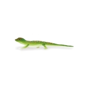 Madagascar Day Gecko